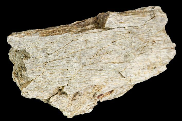 Fossil Hadrosaur Jaw Fragment - Montana #106869